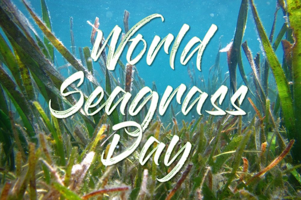 1st March 2024 World Seagrass Day HD Photos